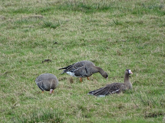 他们必将在 他们必将在